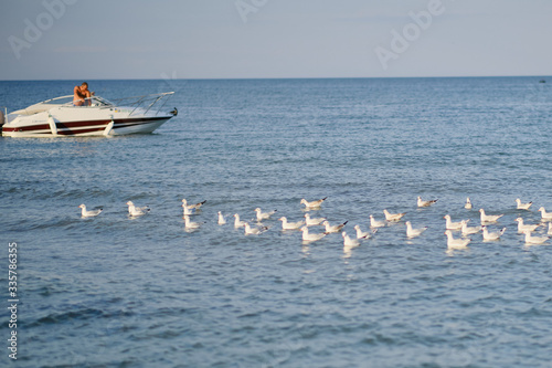 Many gulls floating in the sea