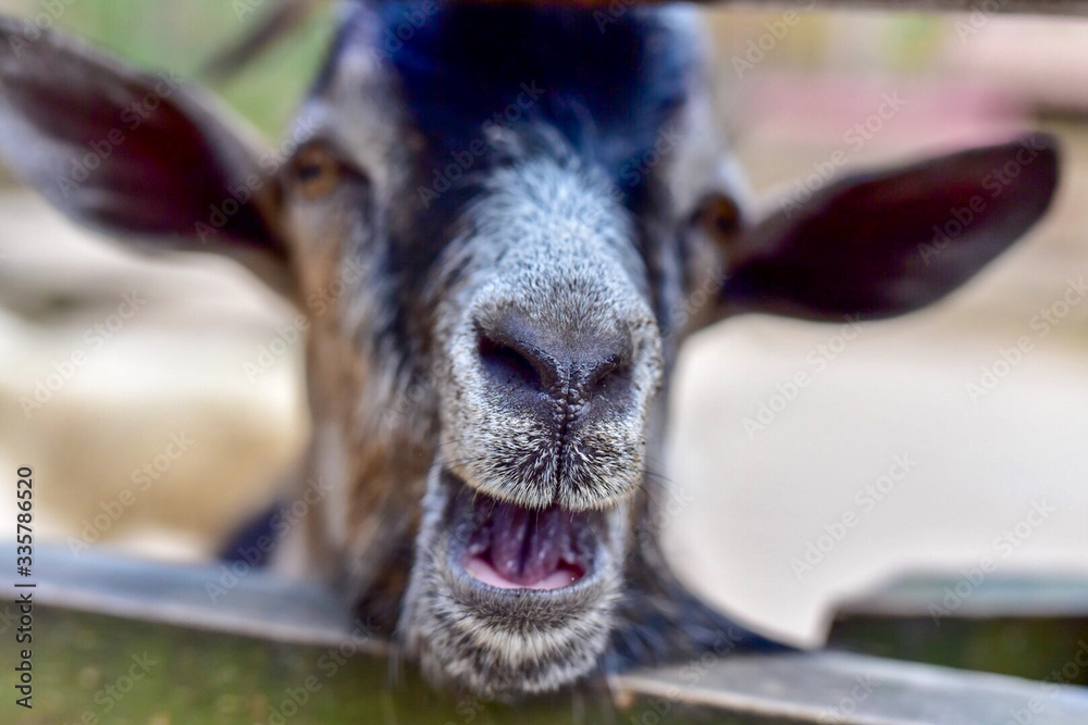 A domestic goat with a blurry background A domestic goat with a blurry background