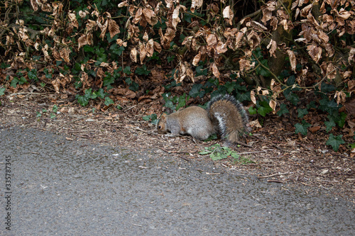 squirrel on path by hedge  photo