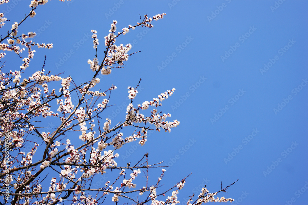 Blooming white flowers and buds on a branch of an apricot tree. Blooming white flowers and buds on a branch of an apricot tree.