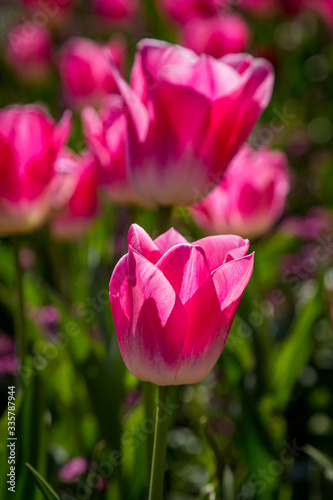Vibrant pink tulips in the spring sunshine