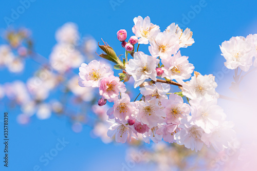Close-up of a pink blossom in spring blue sky