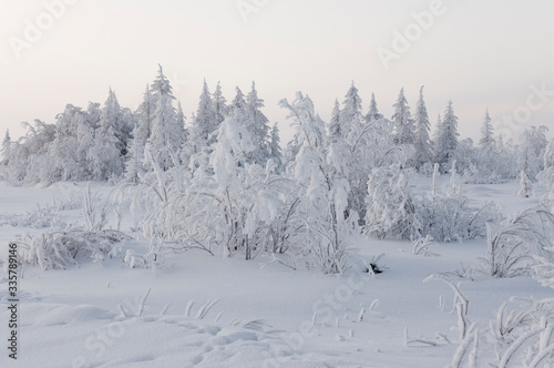 Winter day. Naked trees and pines covered with white snow on there branches. Walking on nature. Travel on north. Frosty landscape