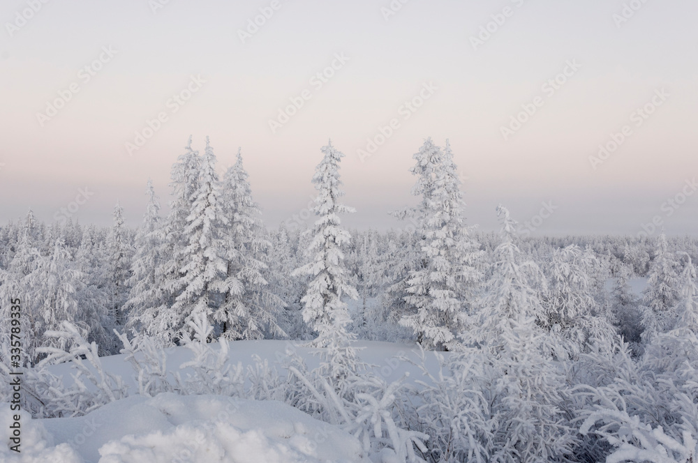 Winter day. Naked trees and pines covered with white snow on there branches. Walking on nature. Travel on north. Frosty landscape