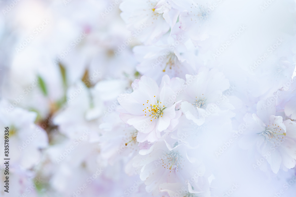 Close-up of a pink blossom in spring blue sky