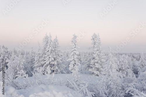 Winter day. Naked trees and pines covered with white snow on there branches. Walking on nature. Travel on north. Frosty landscape © Oksana