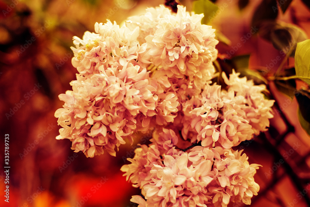 Young lilac buds close-up on a green garden background. Macro photo of a flower. Spring revival of nature, Ukraine, Europe. Young lilac buds close-up on a green garden background. Macro photo of a flower. Spring revival of nature, Ukraine, Europe.