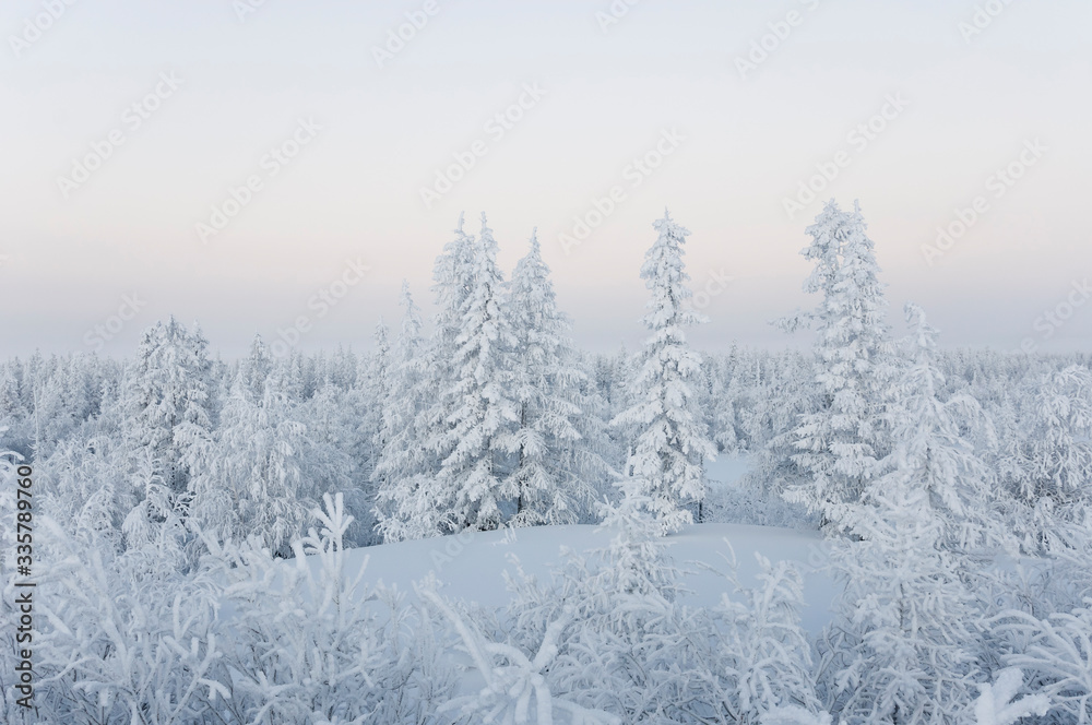 Winter day. Naked trees and pines covered with white snow on there branches. Walking on nature. Travel on north. Frosty landscape Winter day. Naked trees and pines covered with white snow on there branches. Walking on nature. Travel on north. Frosty landscape