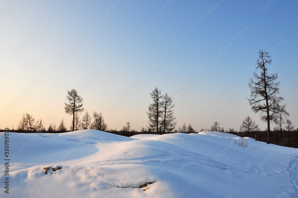 Winter day. Naked trees and pines covered with white snow on there branches. Walking on nature. Travel on north. Frosty landscape