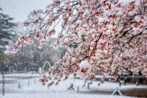 さくら　桜　雪　桜と雪　降る　春　花