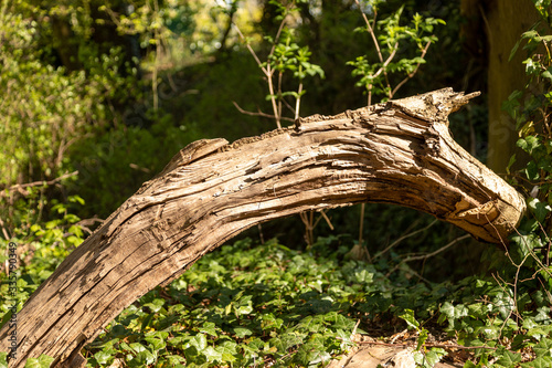 Branche d'arbre