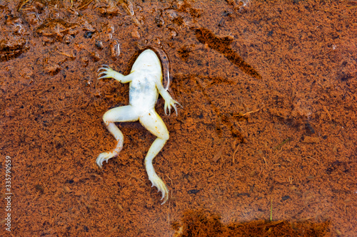 Photography Dead Frog in polluted water. Horizontal image