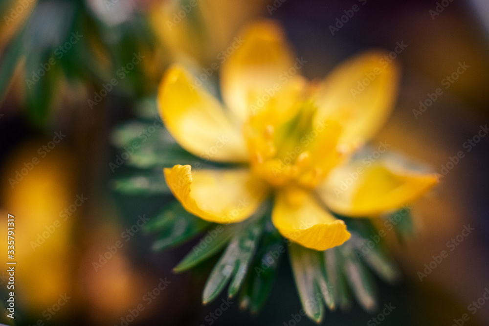 small yellow wildflowers in a meadow buttercup caustic or another name for night blindness small yellow wildflowers in a meadow buttercup caustic or another name for night blindness