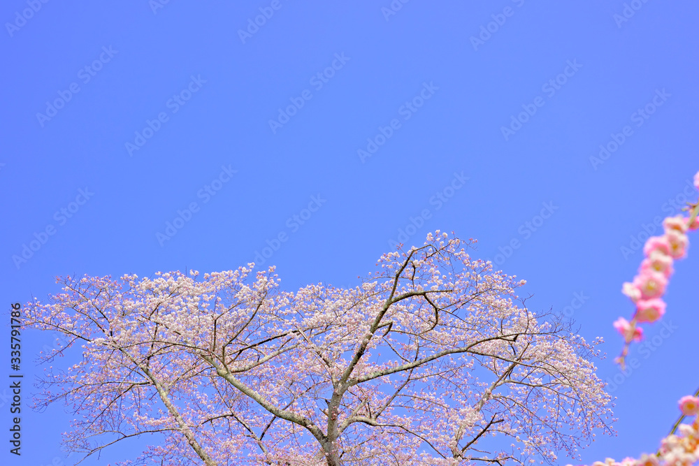 桜 宮城 船岡城址公園より展望 桜 宮城 船岡城址公園より展望