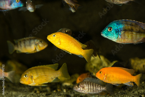 Colorful mbuna fishes