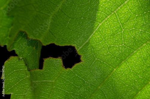 Zielony liść uszkodzony przez szkodniki makro