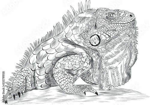 iguana reptile coloring sketch black and white abstraction details barcode graphic vector illustration