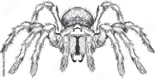 tarantula spider black and white vector black and white coloring sketch scary Halloween