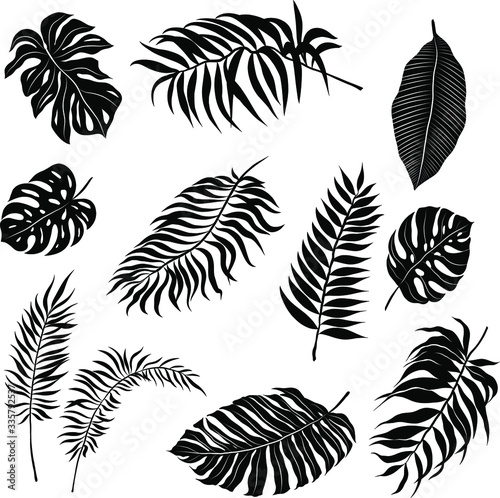 palm leaves set pattern black and white vector