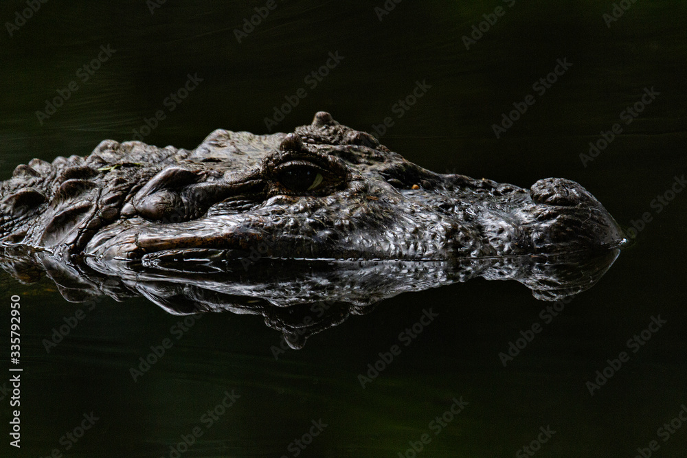 Obraz premium alligator in the water