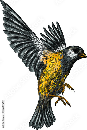 tit bird with yellow feathers in flight vector illustration © Снежана Дашкевич
