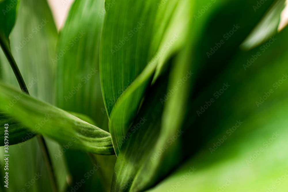 Fototapeta premium Background with green house flowers