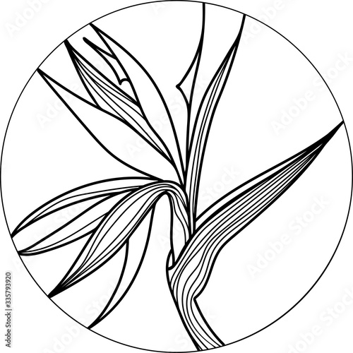 Single bird of paradise, strelizia tropical flower, sketch style vector illustration isolated