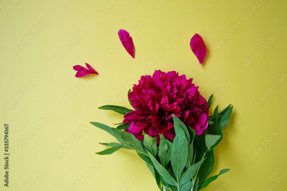 Beautiful  burgundy peony with green leaves on yellow background, copy space for text, flat lay, spring flowers indoors