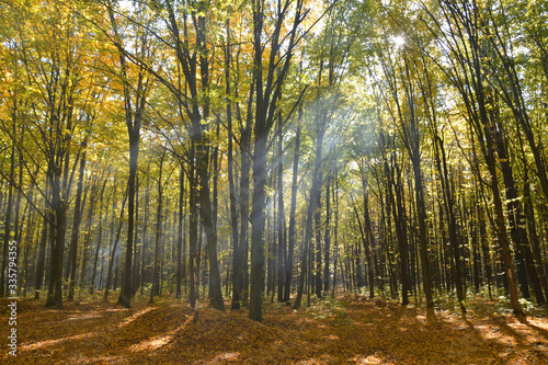 sun beam through the branches in the autumn forest © tarasylo
