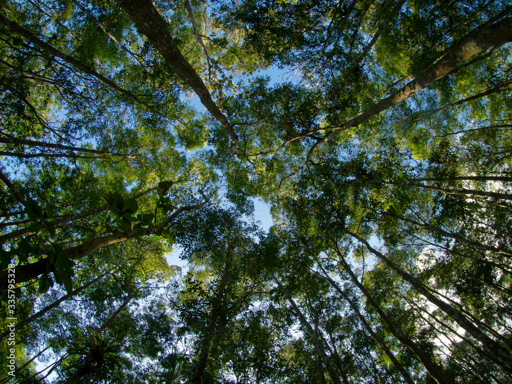 Fototapeta premium Outstretched forests