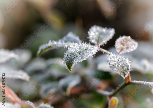  Rime on green leaves close-up