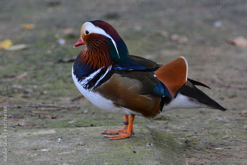 pato de colores pato de colores