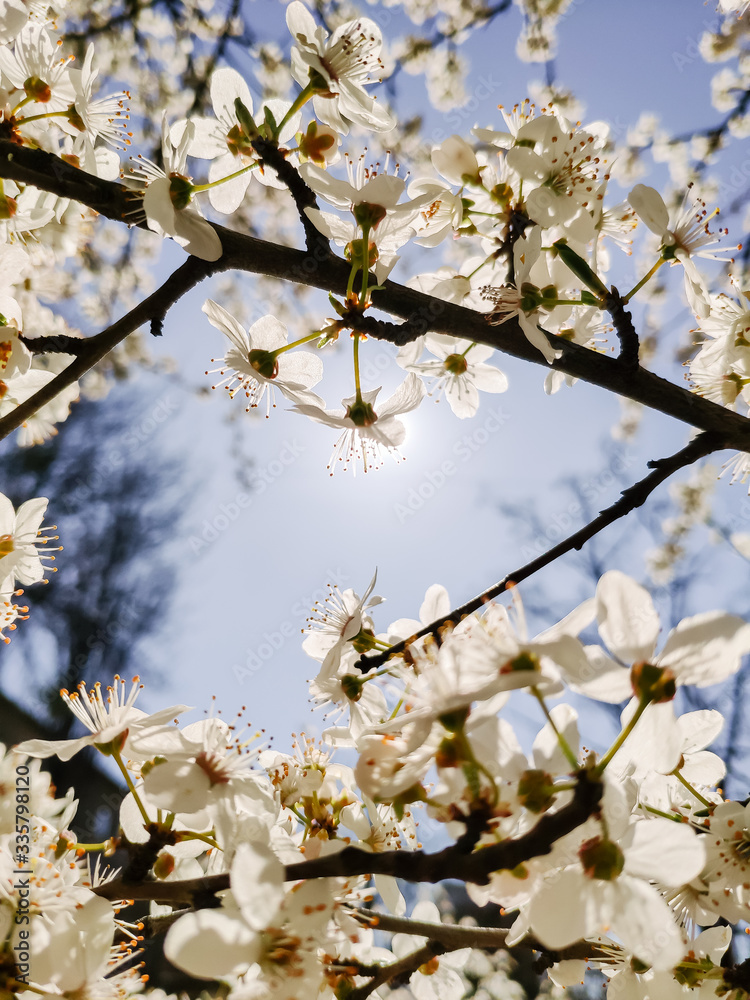 Mobile photography. Branches with white flowers of cherry trees in a spring park against a clear cloudless blue sky Mobile photography. Branches with white flowers of cherry trees in a spring park against a clear cloudless blue sky