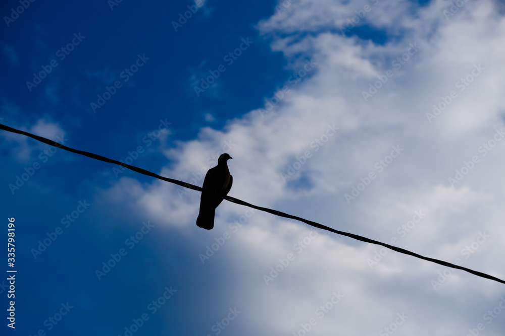 Pigeon silhouette sitting on a cable, clouds in the background Pigeon silhouette sitting on a cable, clouds in the background