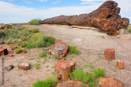 Petrified Forest National Park  in  Arizona named for its large deposits of petrified wood