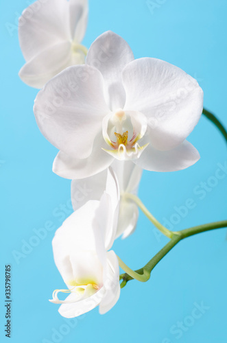 White orchid on blue background. Close up
