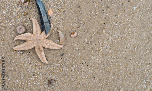 North Sea beach with starfish and shells 