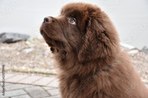 Brown Newfoundland Puppy Dog Looking Up Into the Sky photo