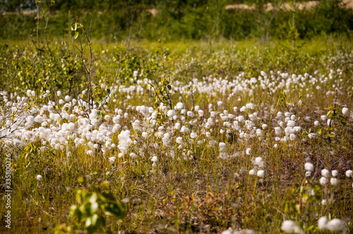 Сotton grass in the swamp on the green meadow. Marsh, bog, morass, fen, backwater, mire, slough... Wild plants in summer north