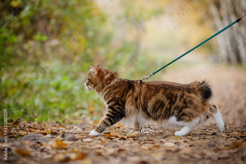 Foto kurilian bobtail cat walk outdoor in forest