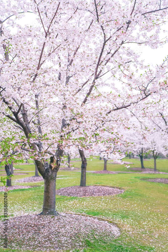 Cherry blossoms are in full bloom in spring, and the park is full of spring Cherry blossoms are in full bloom in spring, and the park is full of spring