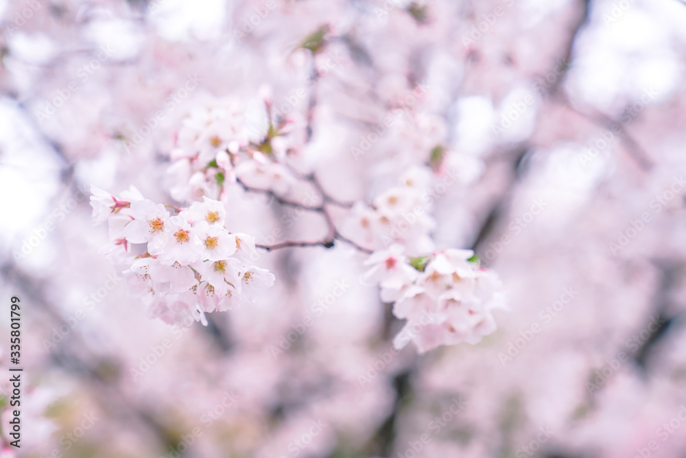 Cherry blossoms are in full bloom in spring, and the park is full of spring