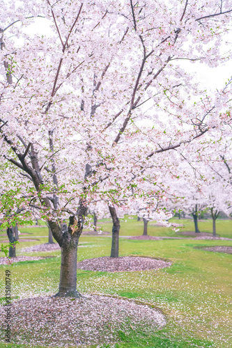 Cherry blossoms are in full bloom in spring, and the park is full of spring