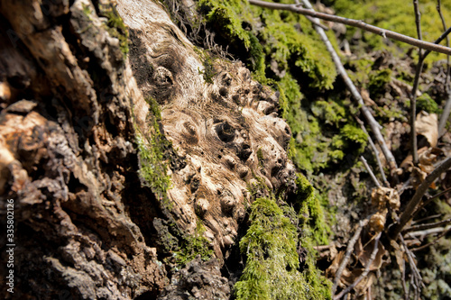 tree with moss on roots in a green forest or moss on tree trunk. Tree bark with green moss. Azerbaijan nature.