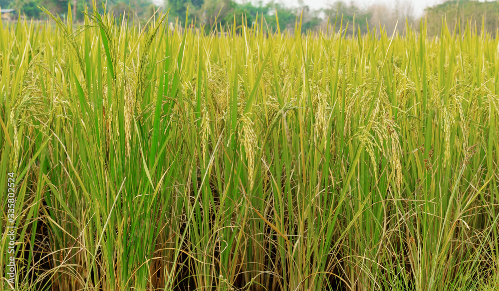 rice field in thailand rice field in thailand