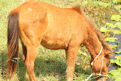 foal in the meadow © SurangaDinesh