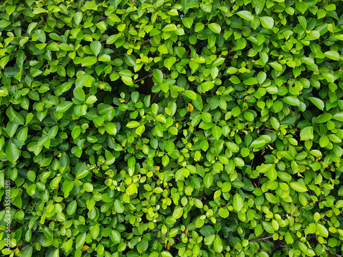 Natural green leaf wall. The abstract background of natural green leaves.