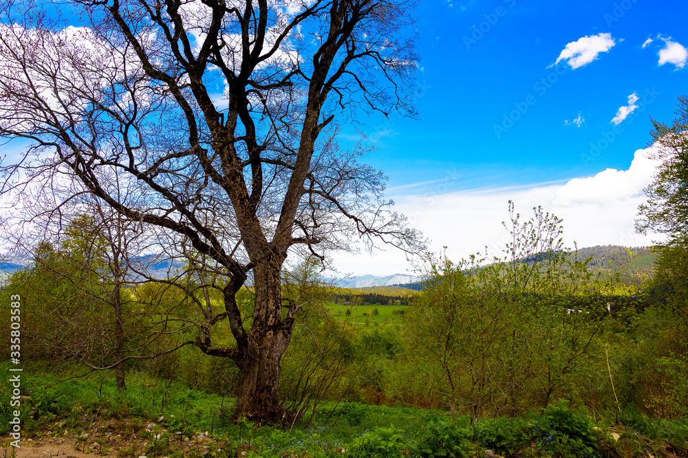 Beautiful mountain panorama with lush greens, blue skies, and puffy clouds