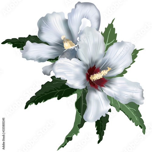 White hibiscus flowers, vector illustration on white background, imitation of watercolor painting.