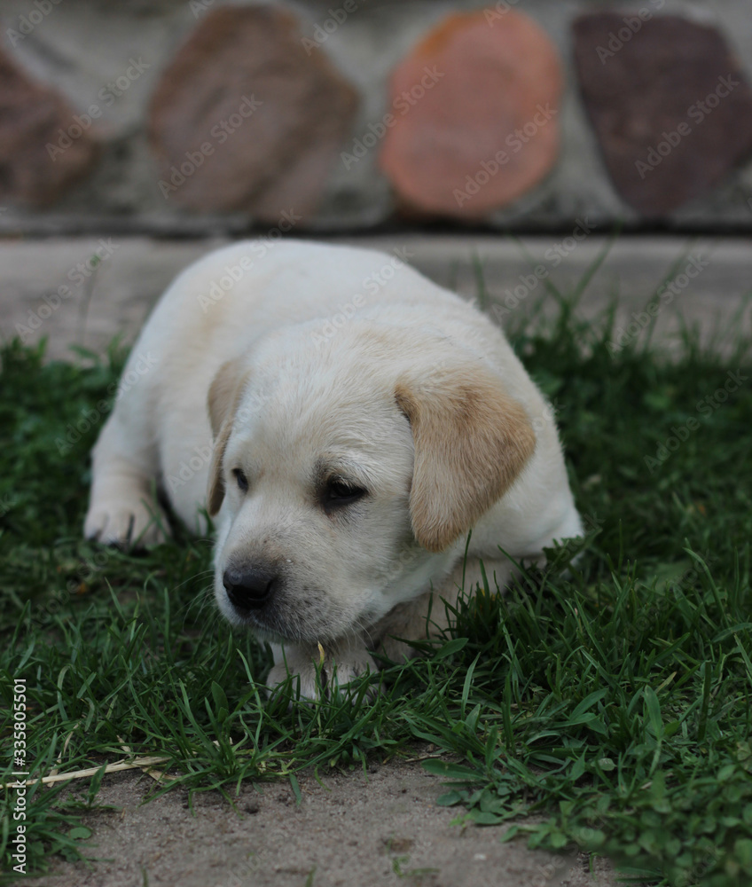 A good boy puppy of a light color Labrador Retriever is resting on a green lawn against a stone wall. A good boy puppy of a light color Labrador Retriever is resting on a green lawn against a stone wall.